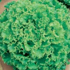 Lettuce Seeds, Lollo Bionda