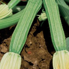 Zucchini Seeds, Lungo Fiorentino (Long Florentine)