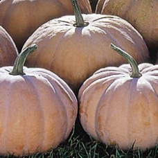 Squash Seeds, Long Island Cheese