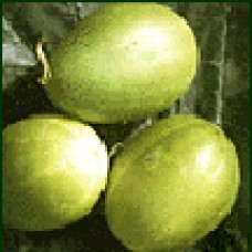 Cucumber Seeds, Mandurian Round