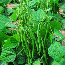 Bush Bean Seeds, Maxi