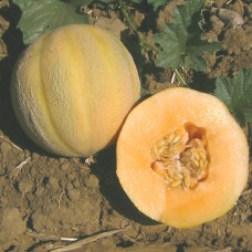Melon Seeds, Minnesota Midget