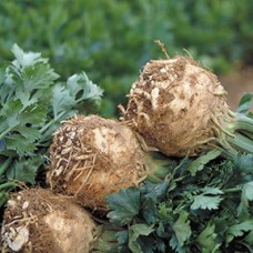Celeriac Seeds, Monarch
