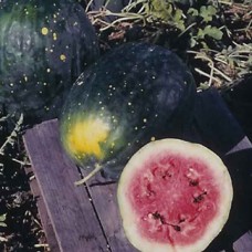 Watermelon Seeds, Moon & Stars ORGANIC