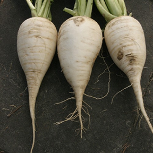 Radish Seeds, Munchner Bier