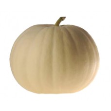 Pumpkin Seeds, New Moon F1 Hybrid