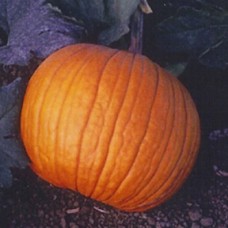 Pumpkin Seeds, Old Zebs