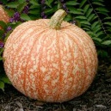 Pumpkin Seeds, One Too Many F1 Hybrid