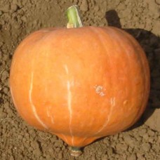 Squash Seeds, Orange Magic F1 Hybrid