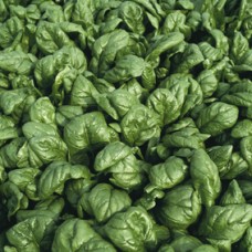 Spinach Seeds, Palco F1 Hybrid