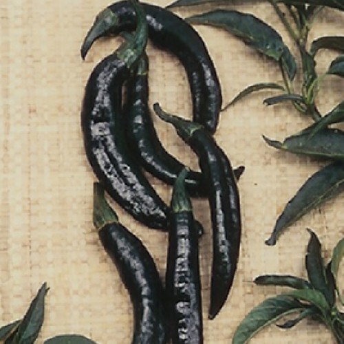 Pepper Seeds, Pasilla Bajio Pepper Seeds, Pasilla Bajio