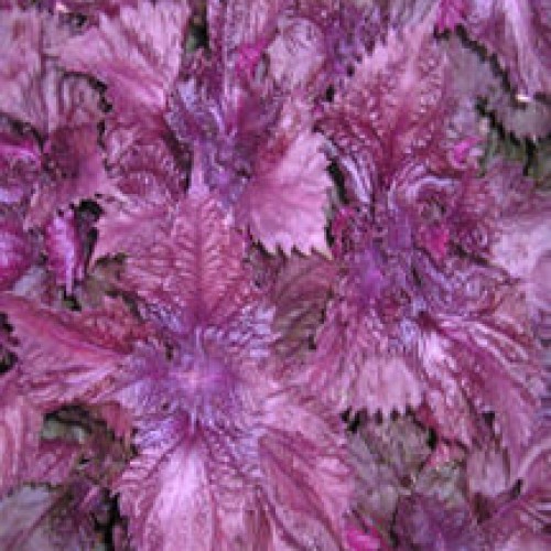 Perilla Seeds, Purple (Zi Su, Aka Shiso)