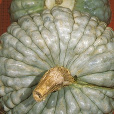 Pumpkin Seeds, Piacentina