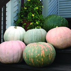 Pumpkin Seeds, World of Color (Standard)