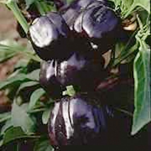Pepper Seeds, Purple Beauty