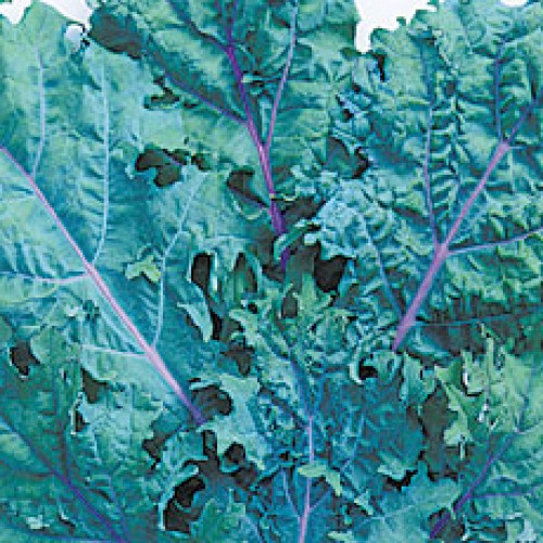 Kale Seeds, Red Russian untreated