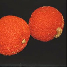 Squash Seeds, Red Warty Thing