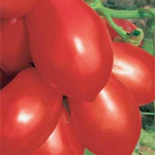 Tomato Seeds, Rio Grande