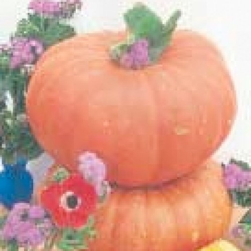 Pumpkin Seeds, Rouge Vif D'etampes
