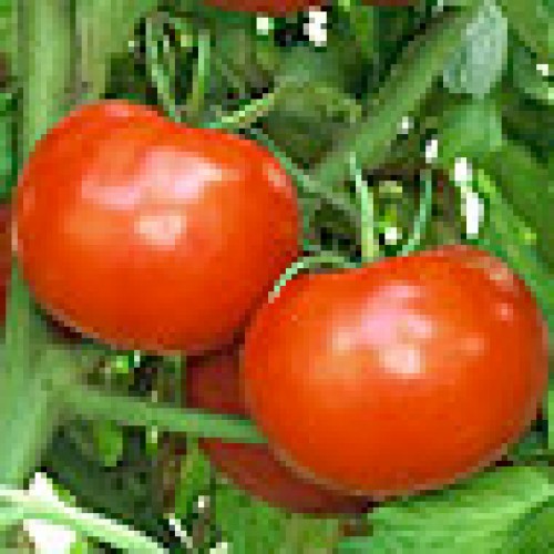 Tomato Seeds, Rutgers Improved VF ORGANIC
