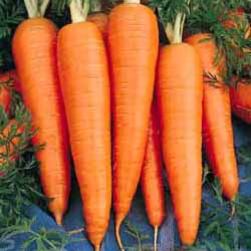 Carrot Seeds, Saint Valery