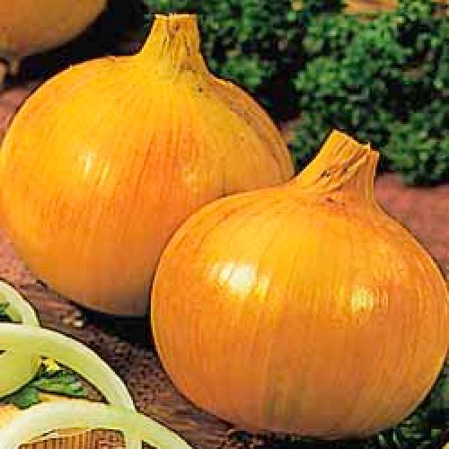 Onion Seeds, Senshyu