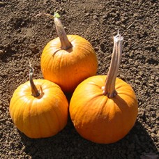 Pumpkin Seeds, Small Sugar ORGANIC