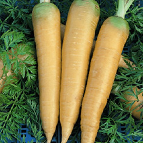 Carrot Seeds, Solar Yellow