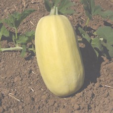 Squash Seeds, Spaghetti