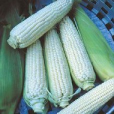 Sweet Corn Seeds, Stowell's Evergreen
