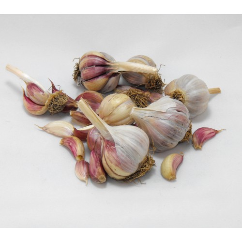 Garlic Bulbs, Italian Red Sulmona