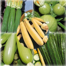 Zucchini Seeds, Summer Sampler Mix
