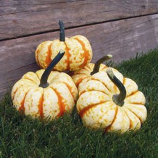 Squash Seeds, Sweet Lightning F1 Hybrid