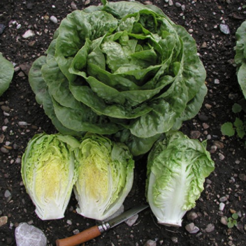 Romaine Lettuce Seeds, Tantan ORGANIC