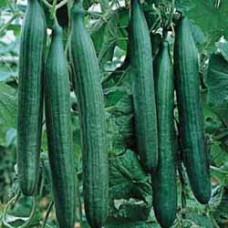 Cucumber Seeds, Telegraph Improved