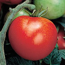 Tomato Seeds, Big Rainbow