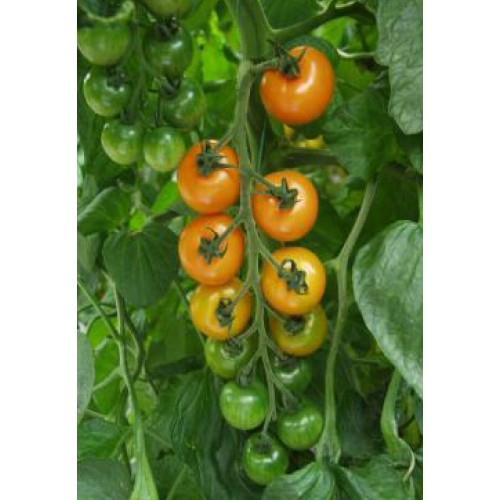 Tomato Seeds, Apresa F1 Hybrid