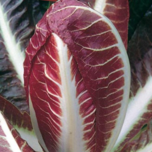 Radicchio Seeds, Rossa di Treviso 4 Precoce