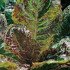 Romaine Lettuce Seeds, Trout Back ORGANIC