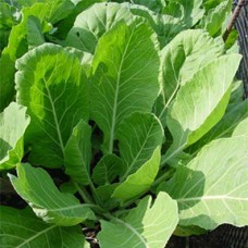 Collard Greens Seeds, Vates