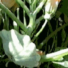 Squash Seeds, Custard White Scallop