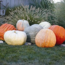 Pumpkin Seeds, World Of Color (Giants)