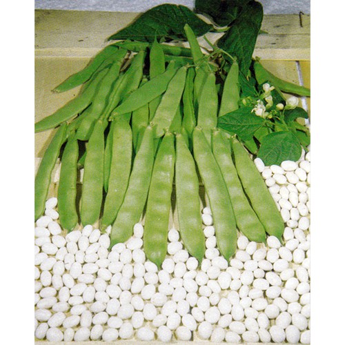 Bush Bean Seeds, Coco Bianco