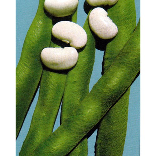 Pole Bean Seeds, Di Spagna Bianco