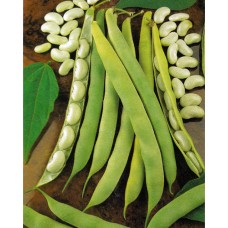 Bush Bean Seeds, Lingot Cannellini