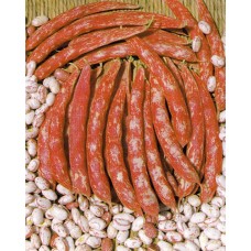 Pole Bean Seeds, Lingua Di Fuoco