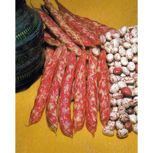 Bush Bean Seeds, Lingua Di Fuoco Geo Organic