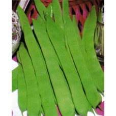 Bush Bean Seeds, Marconi Black Seeded (Romano)