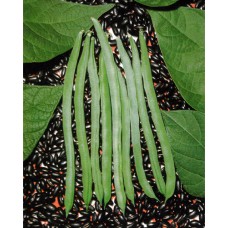 Bush Bean Seeds, Vittoria