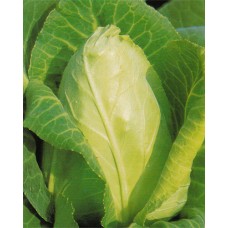 Cabbage Seeds, Big Oxheart